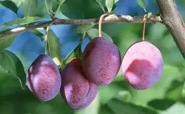 果园地面除草误打草甘膦怎解决,果树误打除草药有效吗