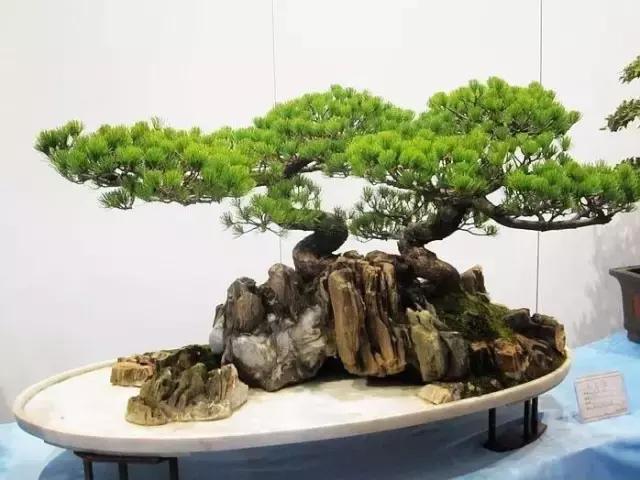 中国传统文化代表100种下篇,100种代表中国传统文化