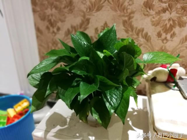 水培绿萝一周的生长情况日志,水培绿萝疯长的秘诀