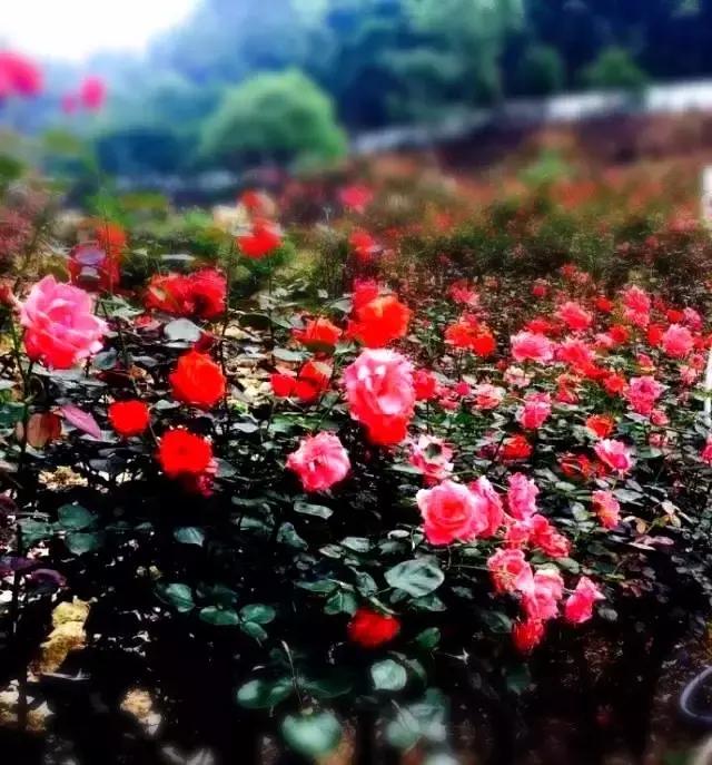 惠州小镇旅游景点推荐,惠州旅游景点小镇推荐