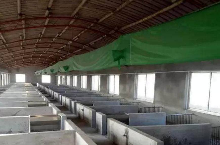 猪群出现咳嗽喘气发烧,猪群出现咳喘越来越多