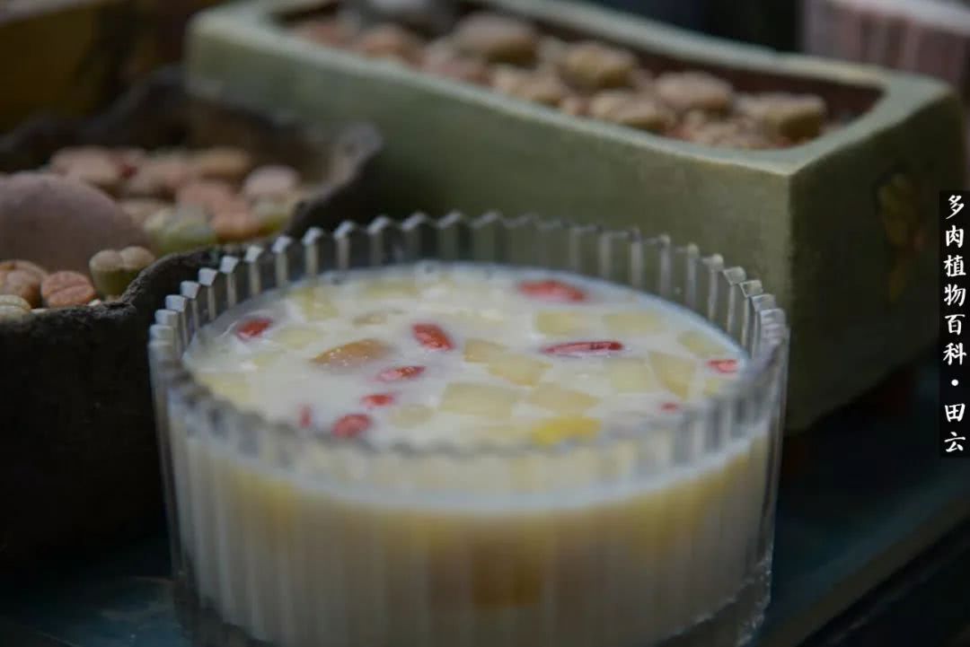 推开多肉世界的门，原来你与美食来自同一国度！