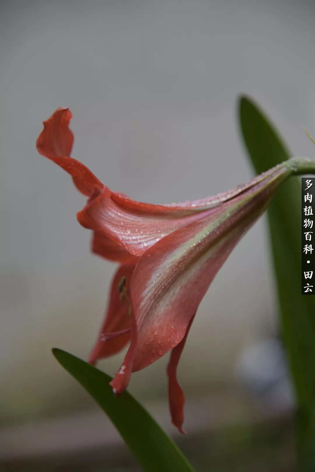 推开多肉世界的门，原来你与美食来自同一国度！