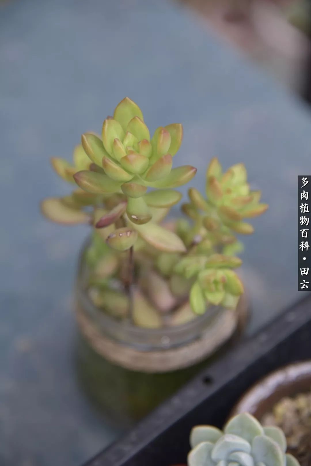 推开多肉世界的门，原来你与美食来自同一国度！