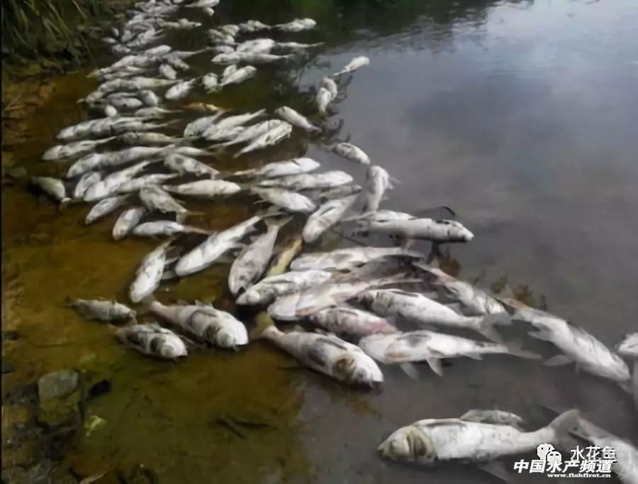 最近塘里鱼浮头死亡是什么原因,鱼塘鱼大面积死亡原因判断