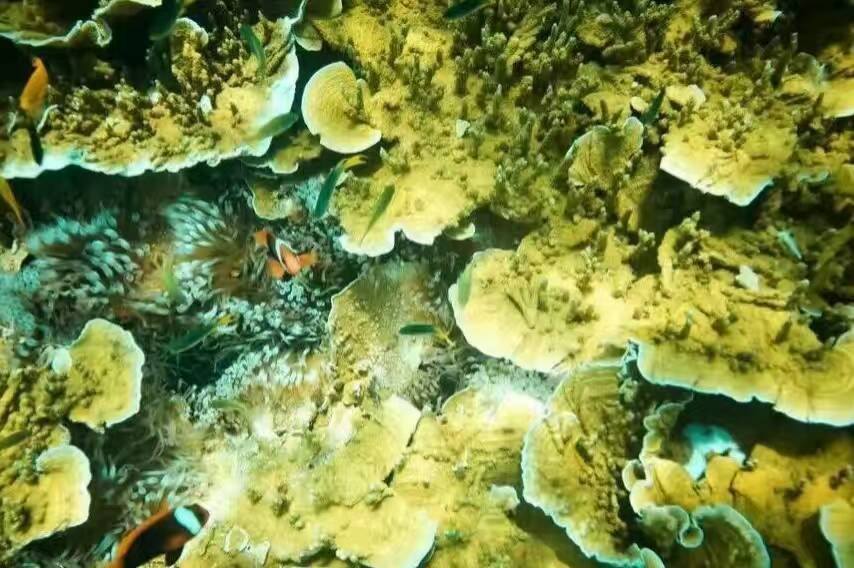 还在纠结要不要去海岛国家｜这个海岛完爆的魅力！