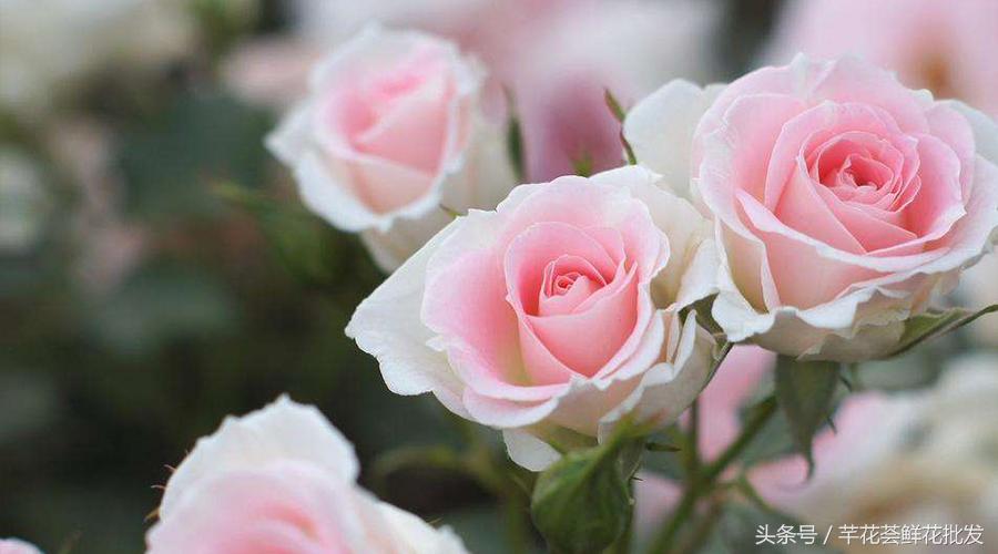 玫瑰花瓣烂了是什么原因,玫瑰花开瓣老裂开怎么办