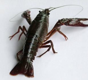 小龙虾养殖注意事项,澳洲小龙虾养殖需要注意什么