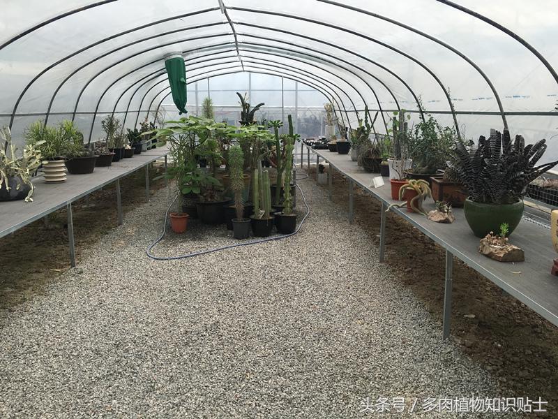 仙人掌移盆怎样才能养护好,仙人掌养护方法多肉