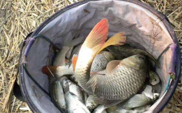 玉米粒不好钓鱼？夏天试试这几种用法，鲫鲤鱼好钓到怀疑人生