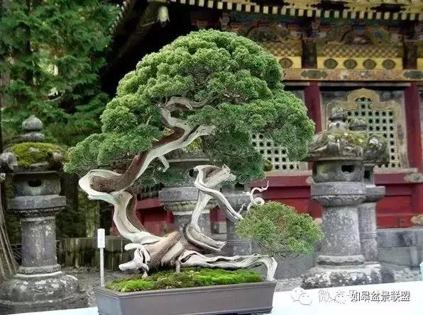 夏季盆景怎么遮阴最好呢,夏天高温盆景素材怎么管理