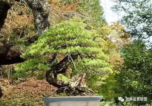 夏季盆景怎么遮阴最好呢,夏天高温盆景素材怎么管理