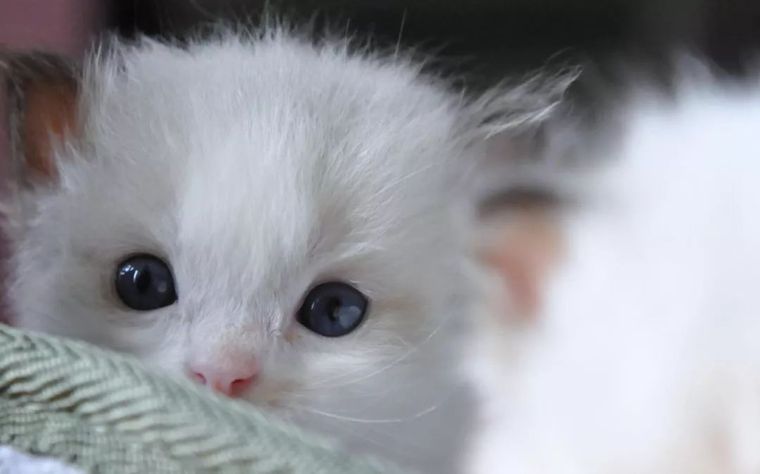 猫咪不停抓挠嘴巴,猫咪经常流眼泪解决方法