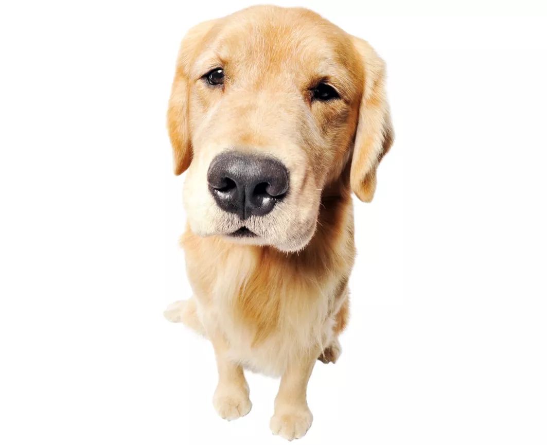 养犬须知,养犬注意事项及流程