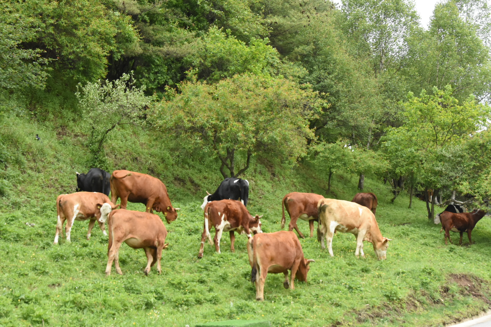 丝路起点游陕西,陕西丝路国际自驾起点