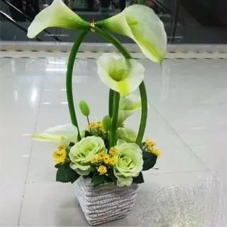 珍稀马蹄莲,如何让马蹄莲一年四季都活着