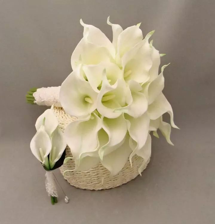 珍稀马蹄莲,如何让马蹄莲一年四季都活着