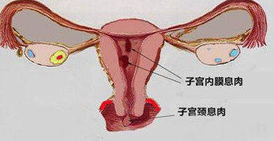 屁股小真的就不容易生育？老话这么说对吗？
