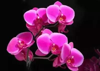 100种象征着爱情的花的花语,满天星花有几种颜色对应的花语