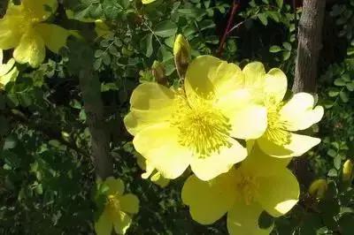 鲜花的100种花语,全部花草的花语