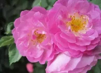 100种的鲜花花语合集,100种花的寓意和花语