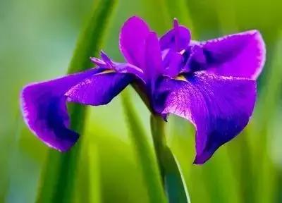 100种的鲜花花语合集,100种花的寓意和花语