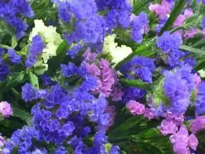 100种的鲜花花语合集,100种花的寓意和花语