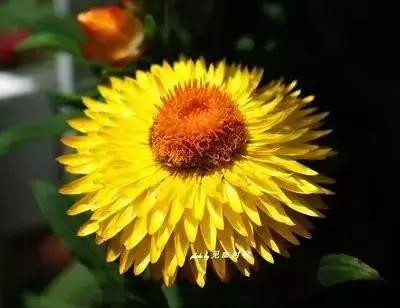 100种的鲜花花语合集,100种花的寓意和花语