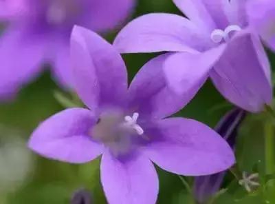 100种象征着爱情的花的花语,满天星花有几种颜色对应的花语