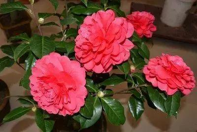 鲜花的100种花语,全部花草的花语