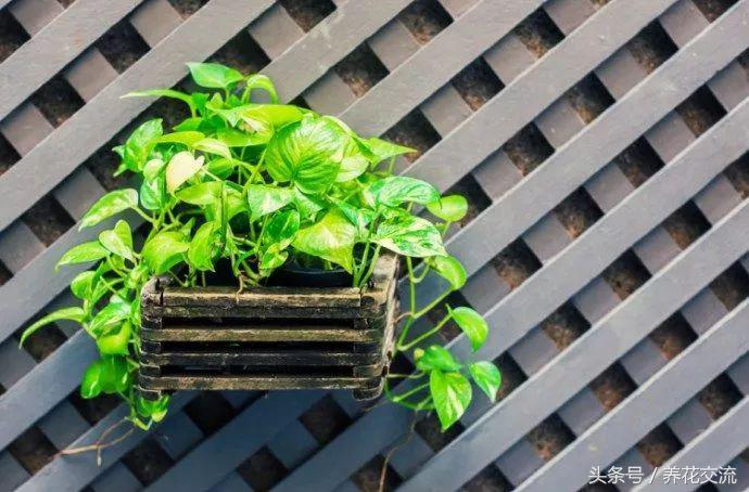 绿萝叶子发黄用维生素b12可以吗,绿萝营养液放多叶子发黄怎么补救