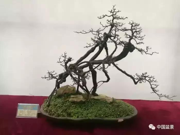 左世新金弹子盆景直播,左世新根艺金弹子