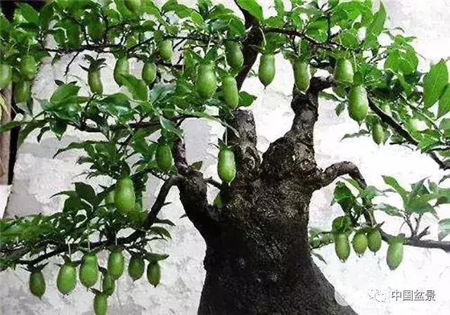 左世新金弹子盆景直播,左世新根艺金弹子