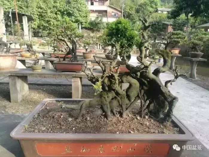 左世新金弹子盆景直播,左世新根艺金弹子