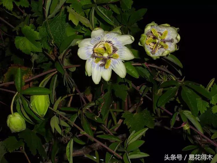 百香果小苗换大杯如何养护,百香果垂帘式栽培方法