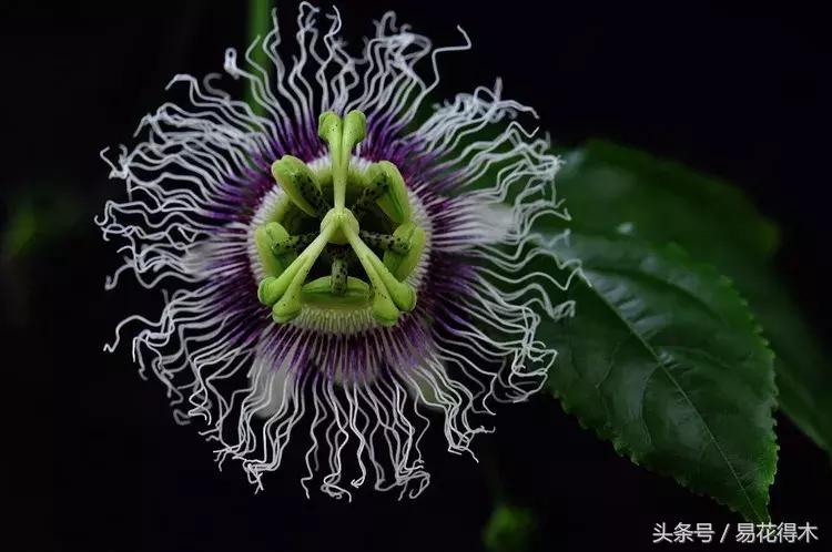 百香果小苗换大杯如何养护,百香果垂帘式栽培方法