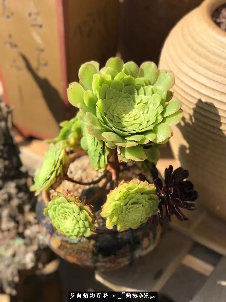 昆明精品多肉花园,昆明最好看的多肉花园