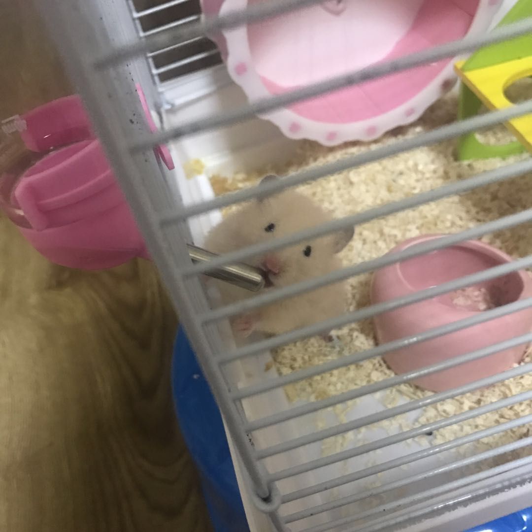 三只仓鼠游戏,三只仓鼠选什么笼子