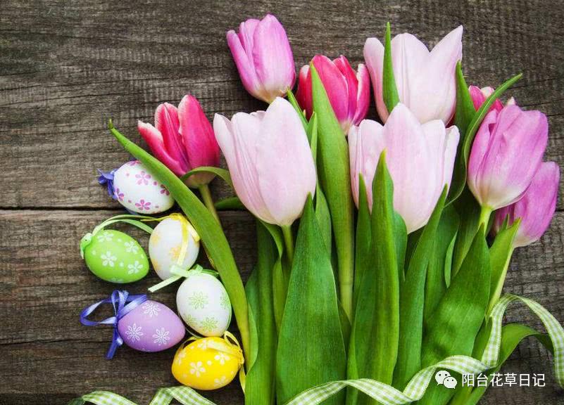 世界上最具代表5种国花,各国国花有哪些特点