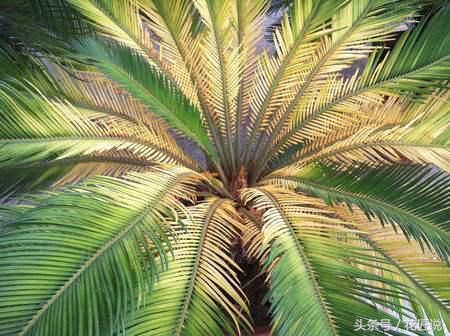 铁树怎么养及注意事项,铁树该怎么养护和浇水