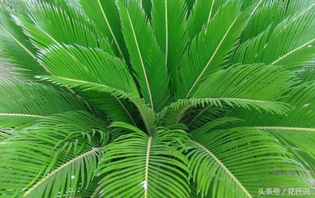 铁树病害怎么护理,铁树黄叶怎么管理