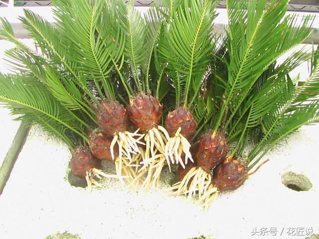 铁树病害怎么护理,铁树黄叶怎么管理