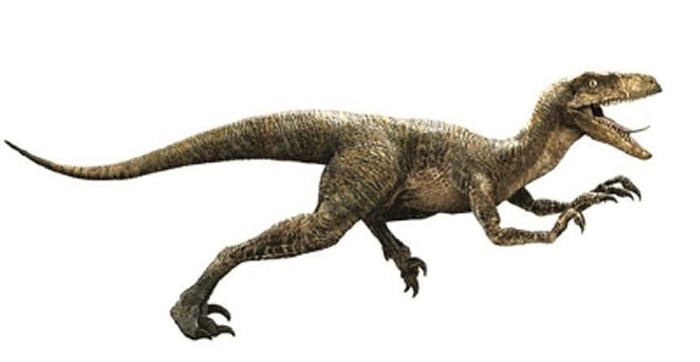 侏罗纪公园有多少只迅猛龙,侏罗纪系列迅猛龙进化史