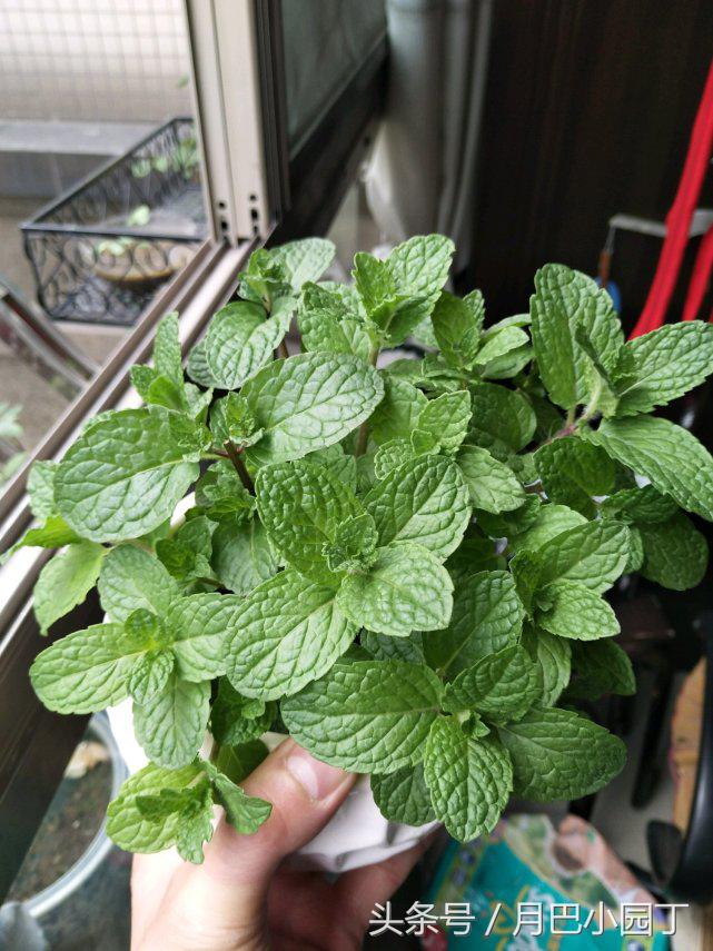 驱蚊草本薄荷植物怎么养,夏天养薄荷十大禁忌