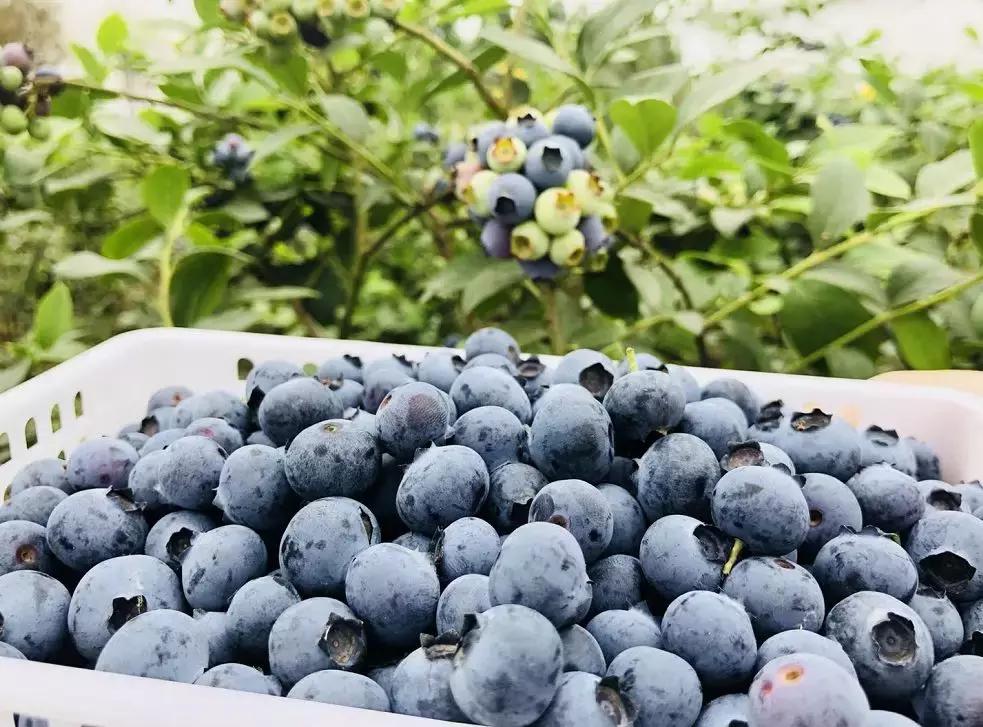 双流县十大美女,双流区漂亮美女