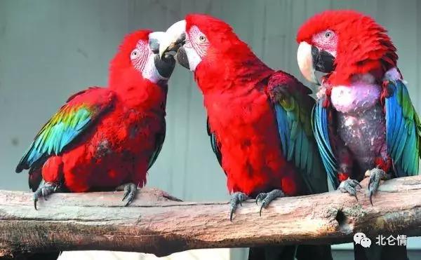 巧言善辩的视频,智商第一名的金刚鹦鹉是什么