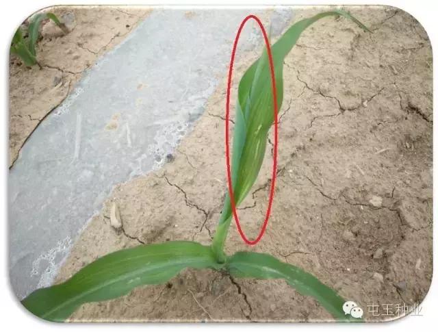 玉米卷叶怎么回事,玉米苗期卷叶怎么补救