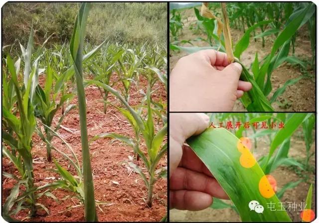 玉米卷叶怎么回事,玉米苗期卷叶怎么补救