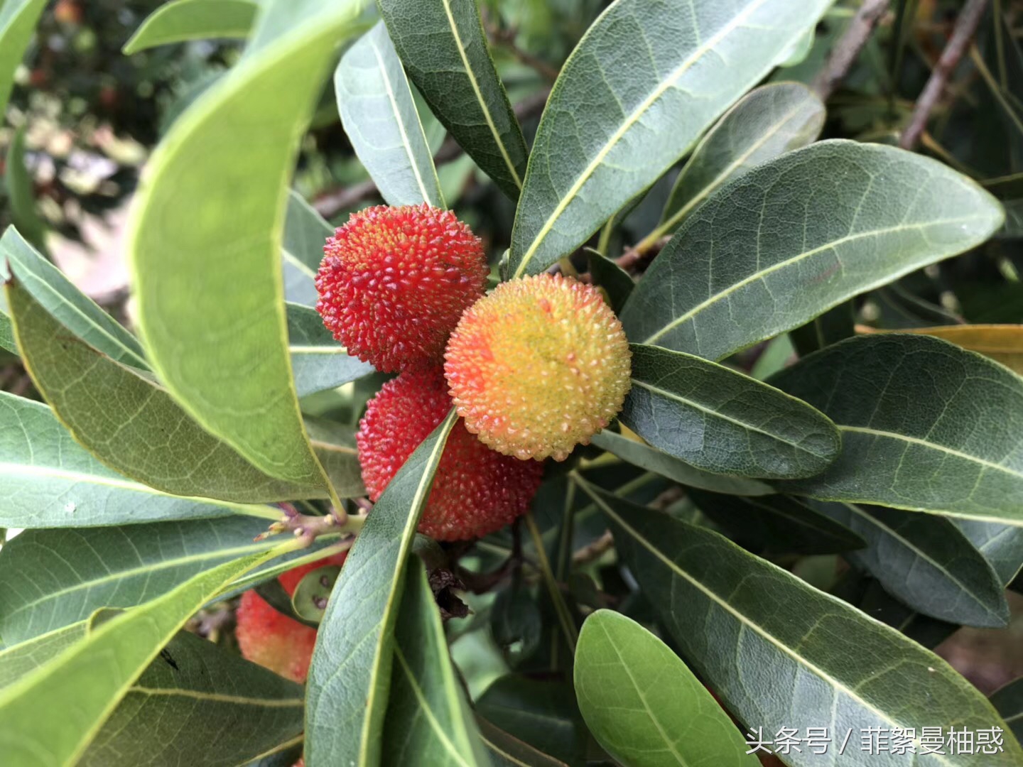 世界杯在哪看比赛,世界杯在哪看