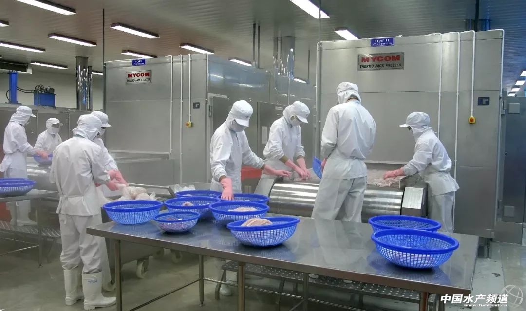 越南巴沙鱼产能,越南河内巴沙鱼工厂简介